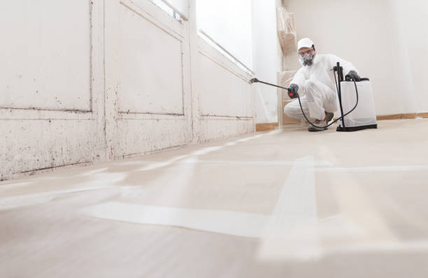 Black mold remediation team in Youngsville